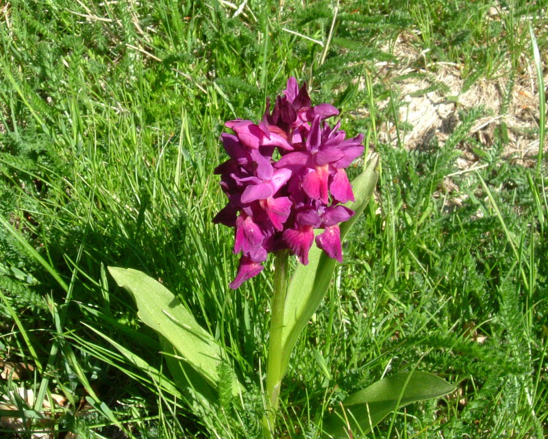 Dactylorhiza sambucina